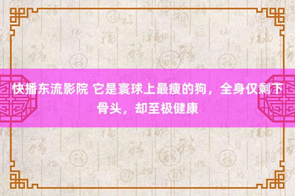 快播东流影院 它是寰球上最瘦的狗，全身仅剩下骨头，却至极健康